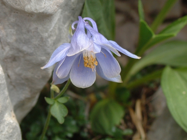 Aquilegia magellensis / Aquilegia magellense